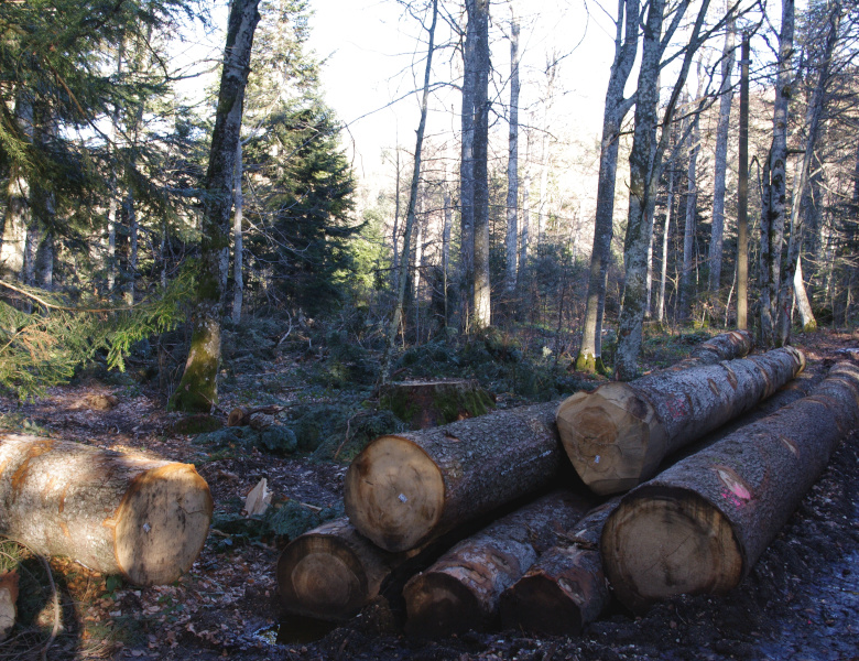 Une grande partie du renouvellement des forêts françaises passe par la coupe d'arbres. Crédit: JB Mouttet